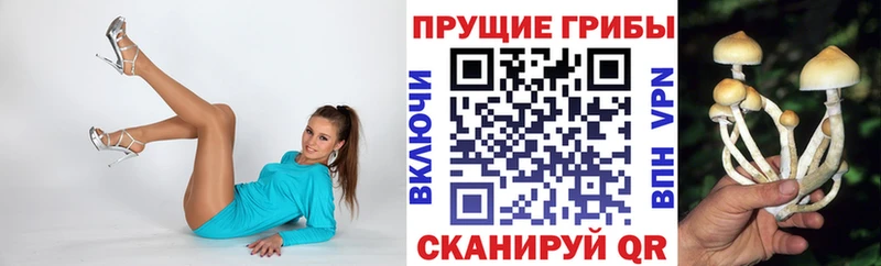 цены   Усмань  Галлюциногенные грибы Psilocybe 